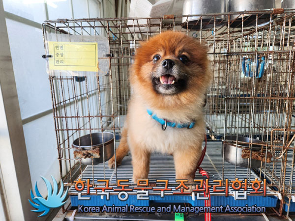 종료(반환) 포메라…